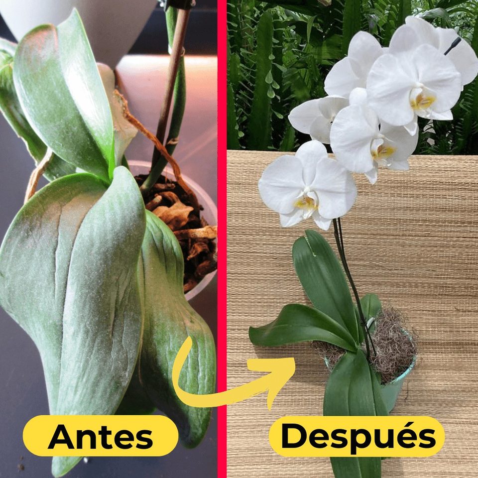 La misma orquídea: antes marchita, después floreciendo