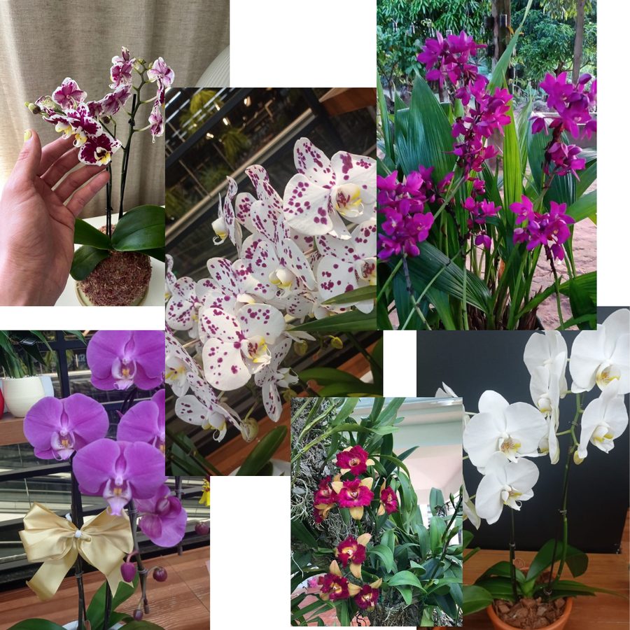 Orquídeas reales que volvieron a florecer